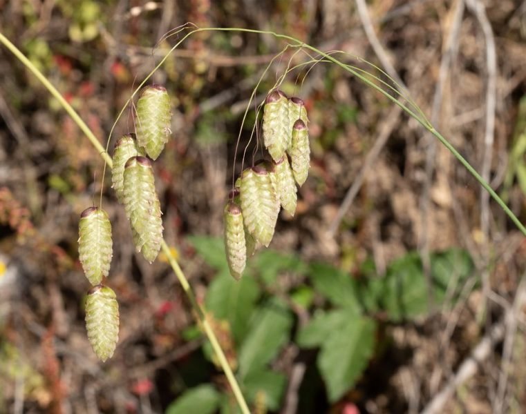 Greater quaking grass (Briza maxima)