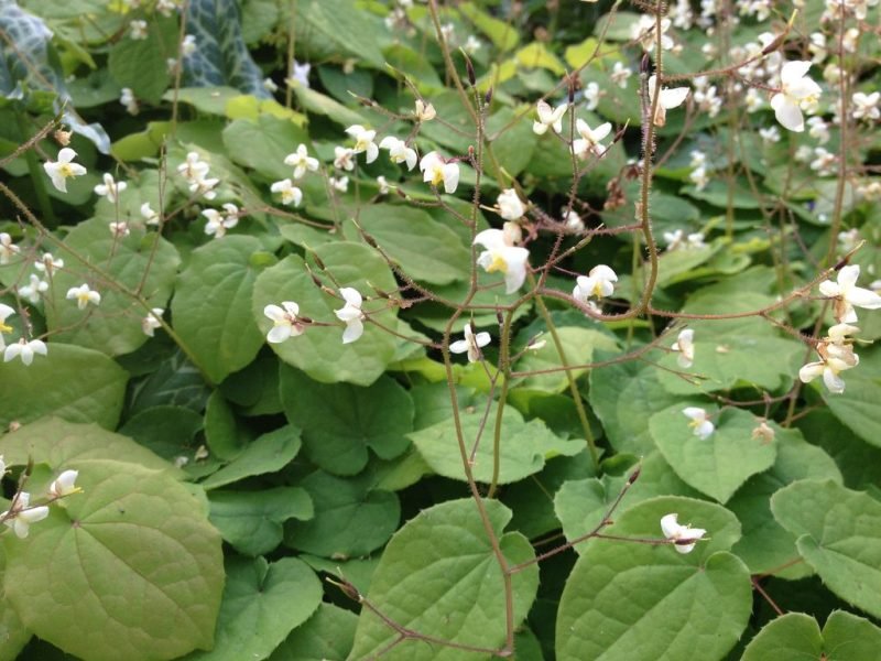 Hairy barrenwort (Epimedium pubigerum)