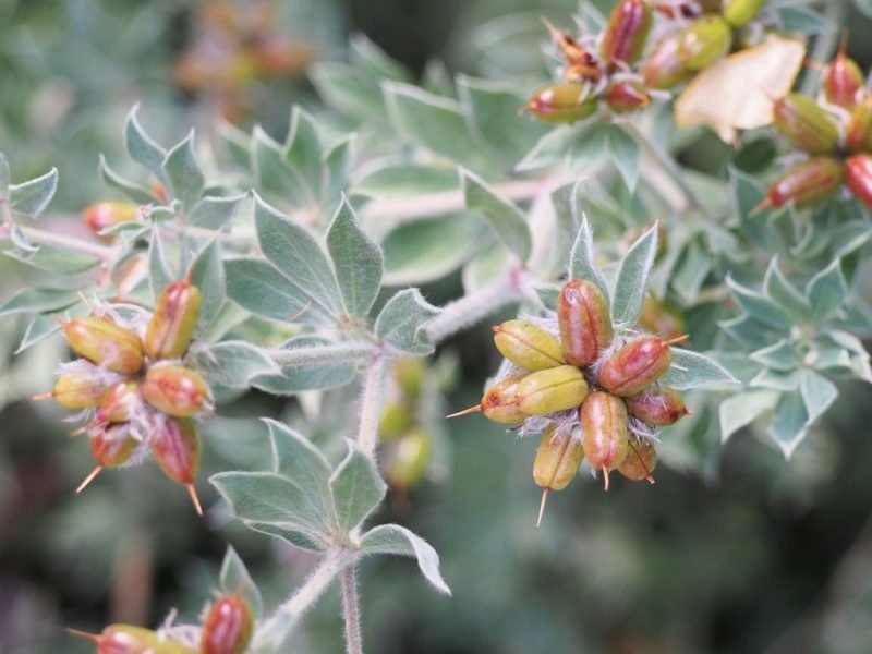 Hairy canary clover (Lotus hirsutus)
