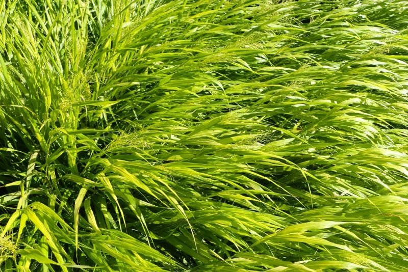 Hakonechloa macra 'All Gold' (Hakonechloa macra 'All Gold')