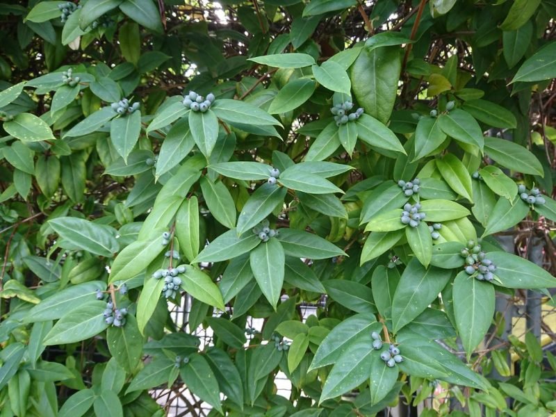 Henry's honeysuckle (Lonicera henryi)