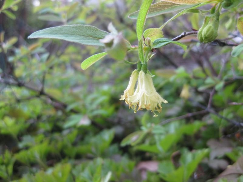 Honeyberry (Lonicera caerulea var. kamtschatica)