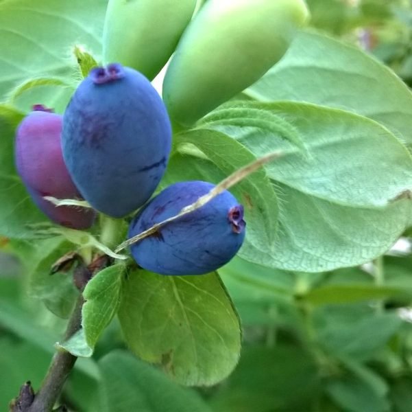 How to plant Honeyberry (Lonicera caerulea var. kamtschatica)_1