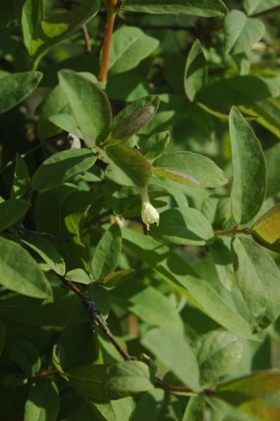 Where to plant Honeyberry (Lonicera caerulea var. kamtschatica)_2