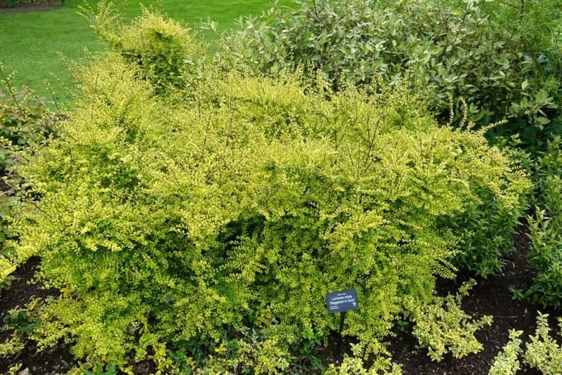 Honeysuckle 'Baggesen's Gold' (Lonicera ligustrina var. yunnanensis 'Baggesen's Gold')