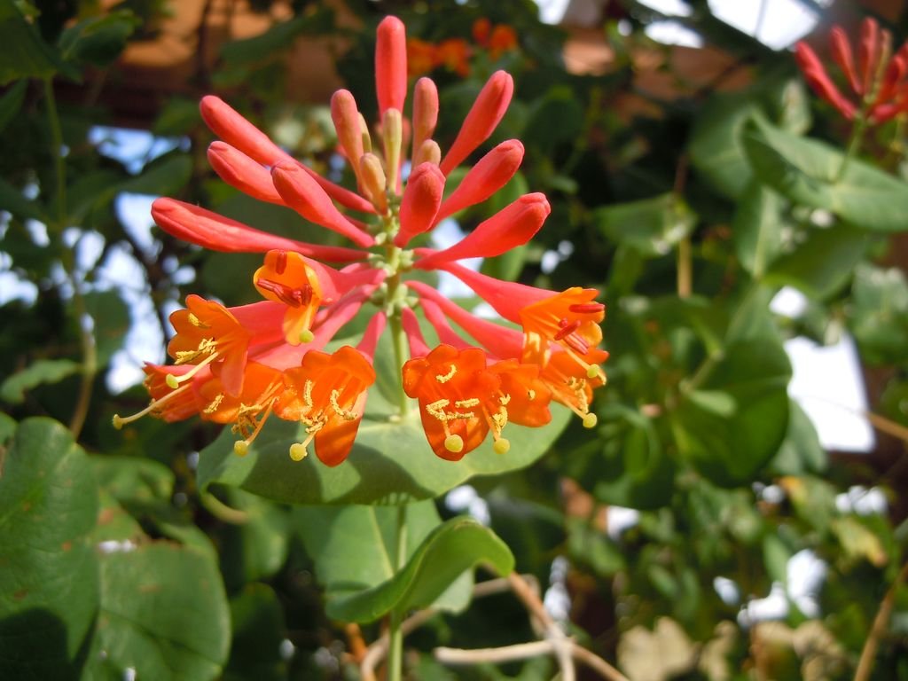 Honeysuckle 'Dropmore Scarlet' (Lonicera × brownii 'Dropmore Scarlet')