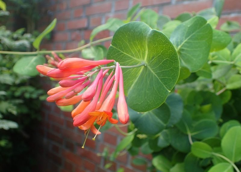 Where to plant Honeysuckle 'Dropmore Scarlet' (Lonicera × brownii 'Dropmore Scarlet')_2