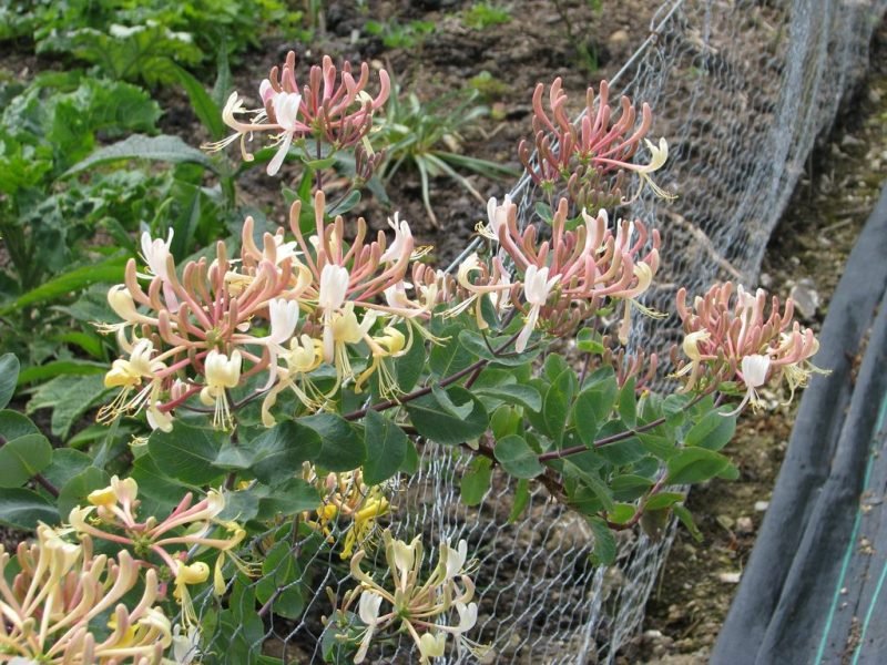 Honeysuckle 'Michael Rosse' (Lonicera etrusca 'Michael Rosse')