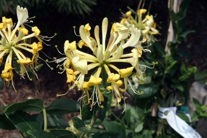 Honeysuckle 'Scentsation' (Lonicera periclymenum 'Scentsation')