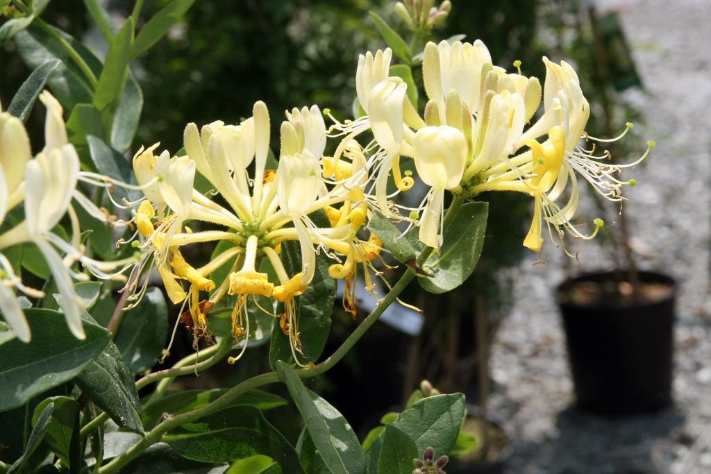 Honeysuckle 'Scentsation' (Lonicera periclymenum 'Scentsation') growing guides