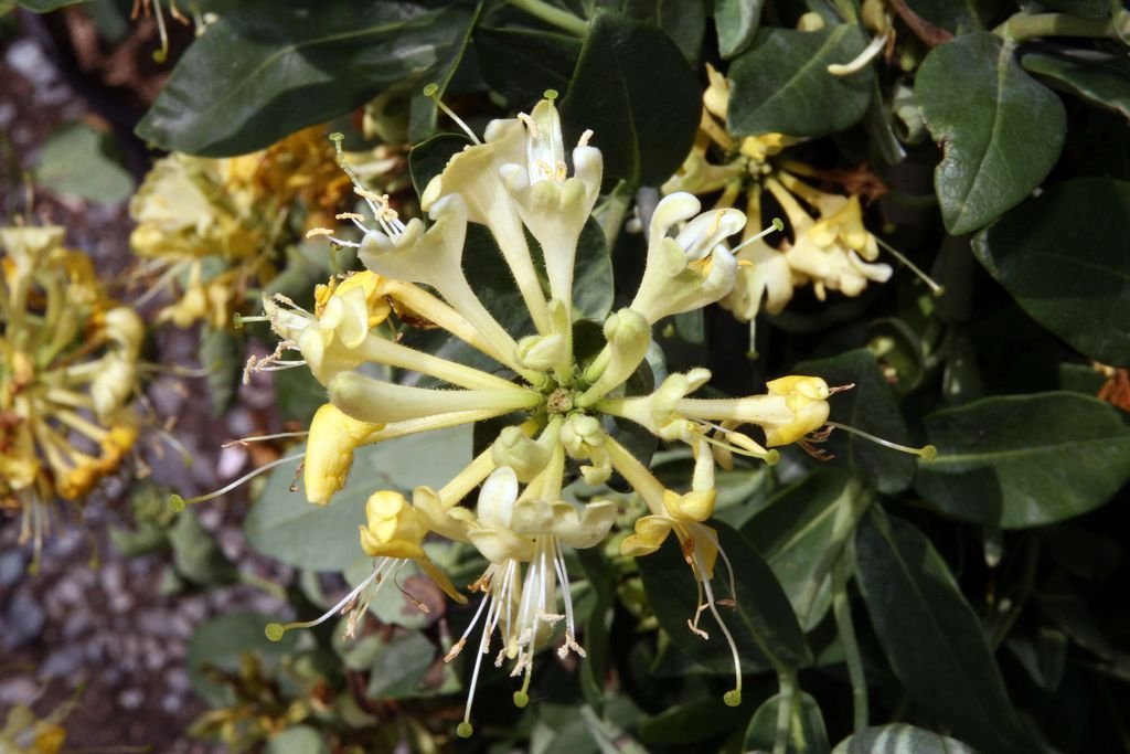 Honeysuckle 'Scentsation' (Lonicera periclymenum 'Scentsation') growing guides