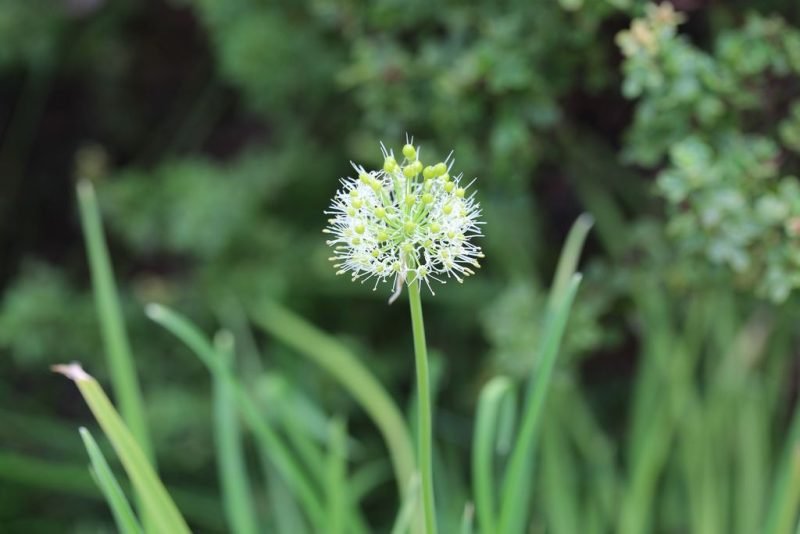 Where to plant Hooker's onion (Allium hookeri)_2