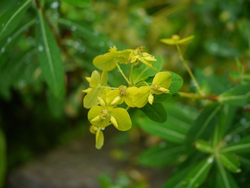 Horned spurge (Euphorbia cornigera)