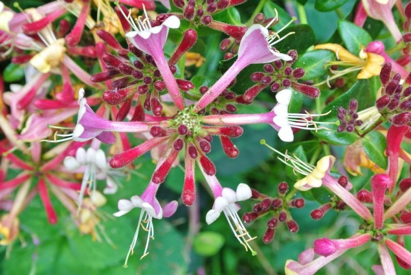 Hybrid honeysuckle (Lonicera × heckrottii)