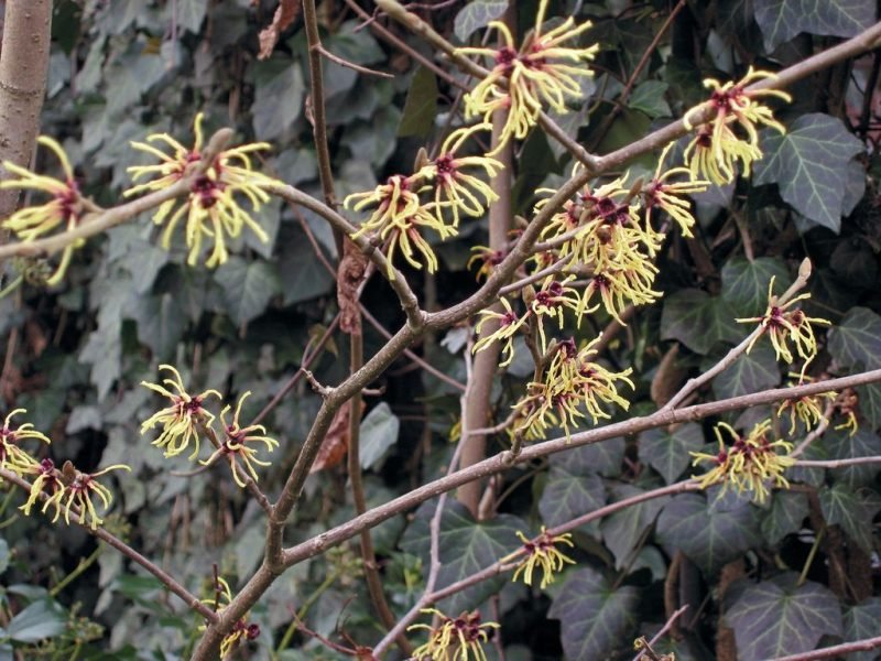 Hybrid witch hazel (Hamamelis × intermedia)