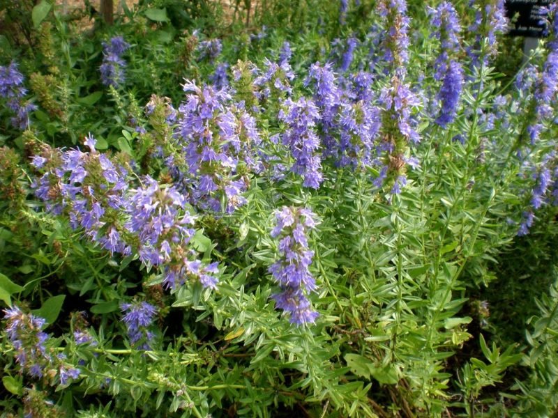 Hyssop (Hyssopus officinalis)