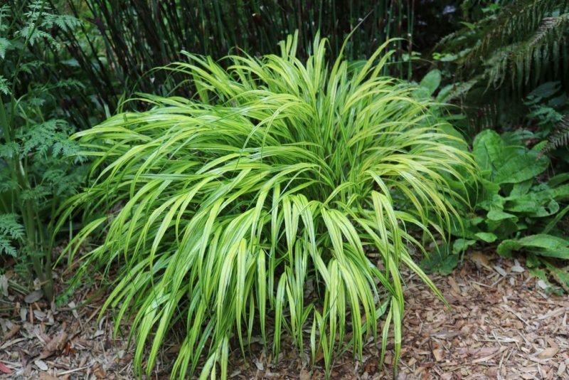 Japanese forest grass (Hakonechloa macra)