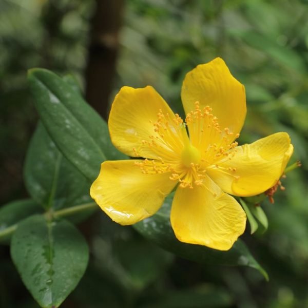 Lancastrian St John's wort (Hypericum lancasteri)