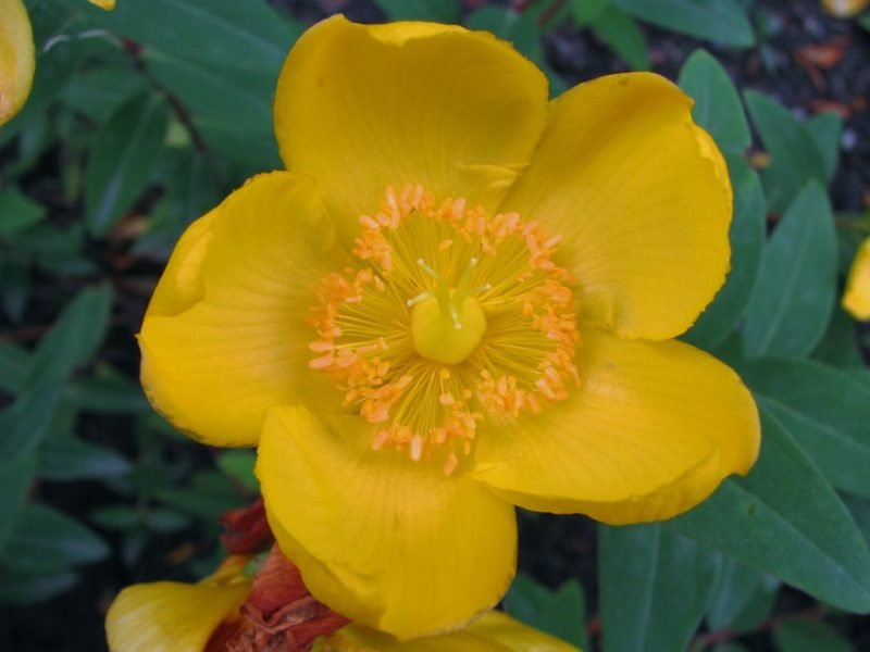 Large-flowered St John's wort (Hypericum kouytchense)
