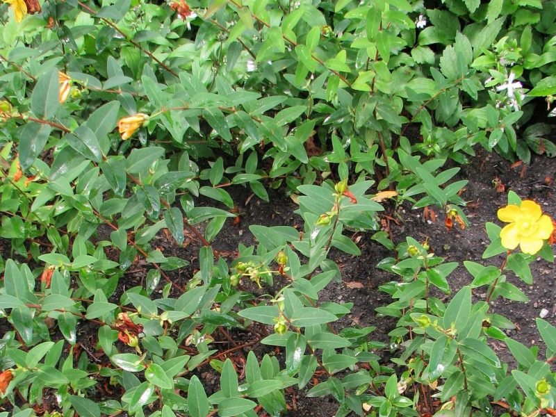 How to plant Large-flowered St John's wort (Hypericum kouytchense)_1