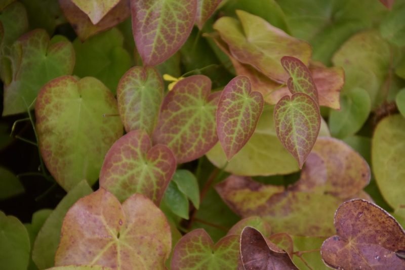 Large-flowered barrenwort (Epimedium pinnatum)