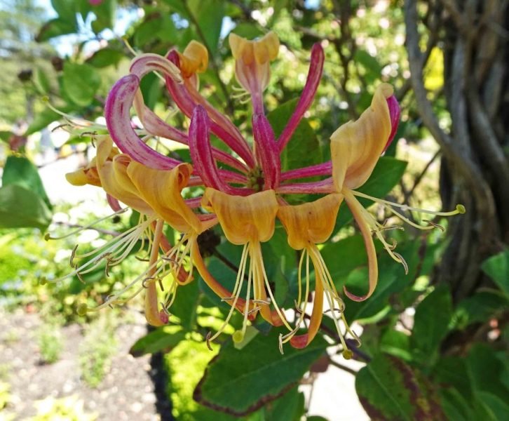 Late Dutch honeysuckle (Lonicera periclymenum 'Serotina')
