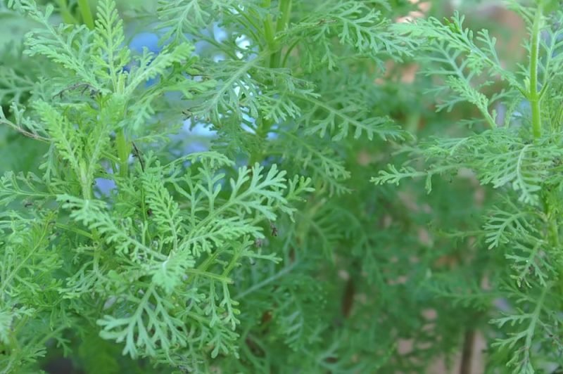 Lavandula pinnata (Lavandula pinnata)