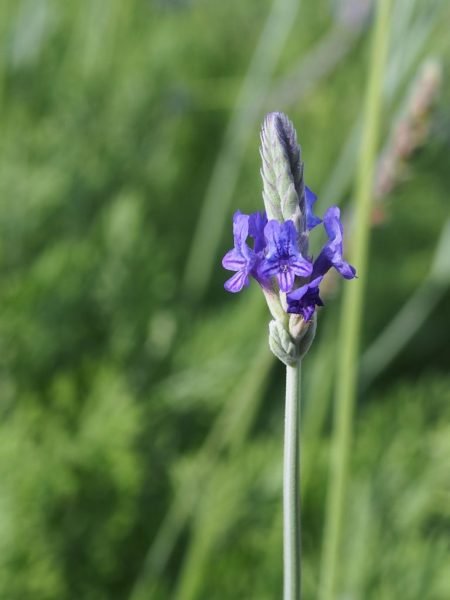 How to plant Lavandula pinnata (Lavandula pinnata)_1