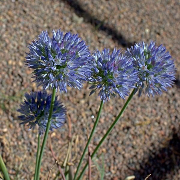 Light blue garlic (Allium caesium)