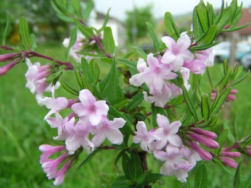 Lilac-flowered honeysuckle (Lonicera syringantha)