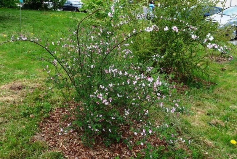 How to plant Lilac-flowered honeysuckle (Lonicera syringantha)_1
