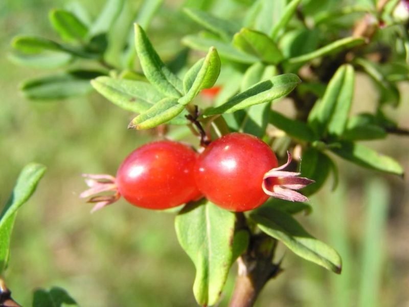 Where to plant Lilac-flowered honeysuckle (Lonicera syringantha)_2