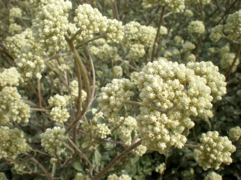 Liquorice plant (Helichrysum petiolare)