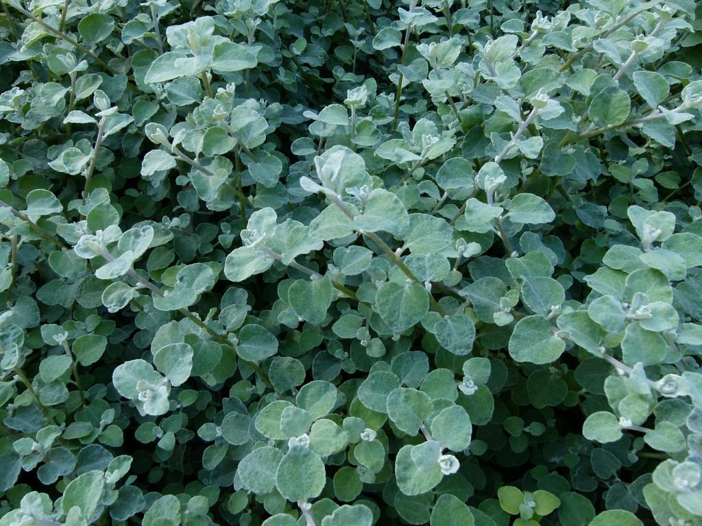 Liquorice plant (Helichrysum petiolare) growing guides