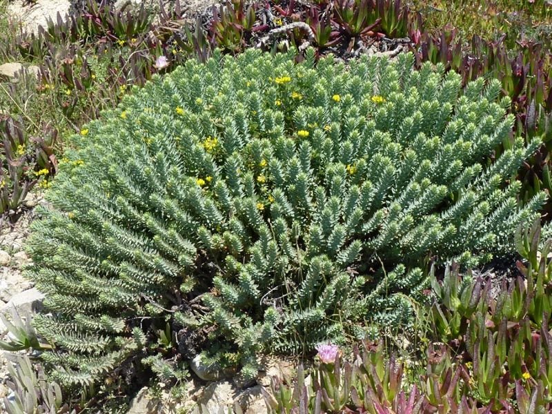 Little fir spurge (Euphorbia pithyusa)