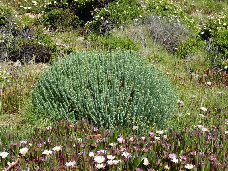 How to plant Little fir spurge (Euphorbia pithyusa)_1