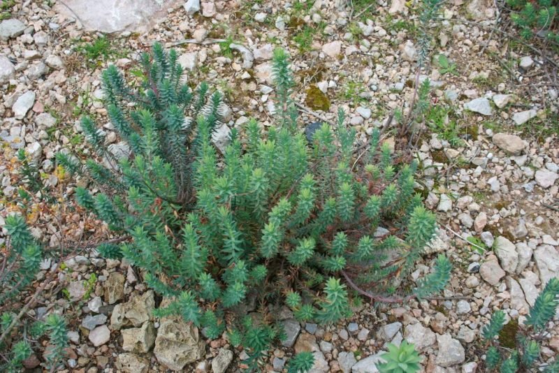 Where to plant Little fir spurge (Euphorbia pithyusa)_2