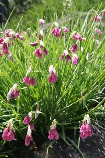 Lombardy garlic (Allium insubricum)