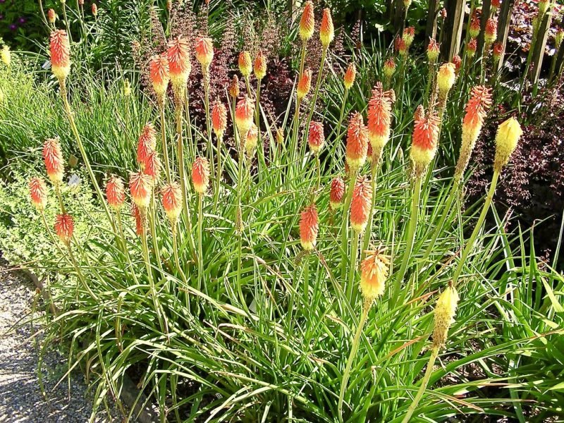 Long slender-stoloned red-hot poker (Kniphofia sarmentosa)