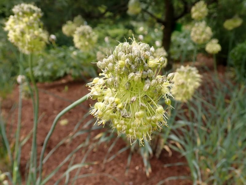 Lopsided onion (Allium obliquum)