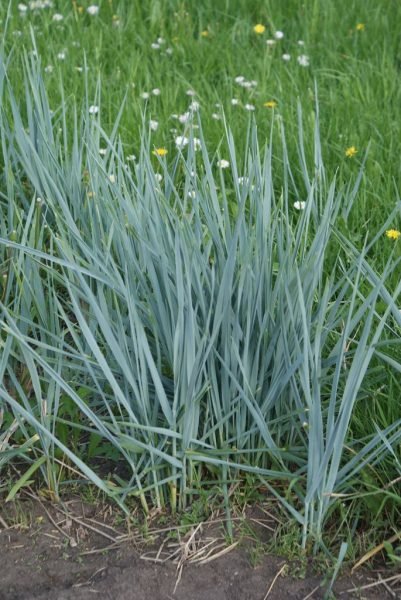 Magellan rye grass (Elymus magellanicus)