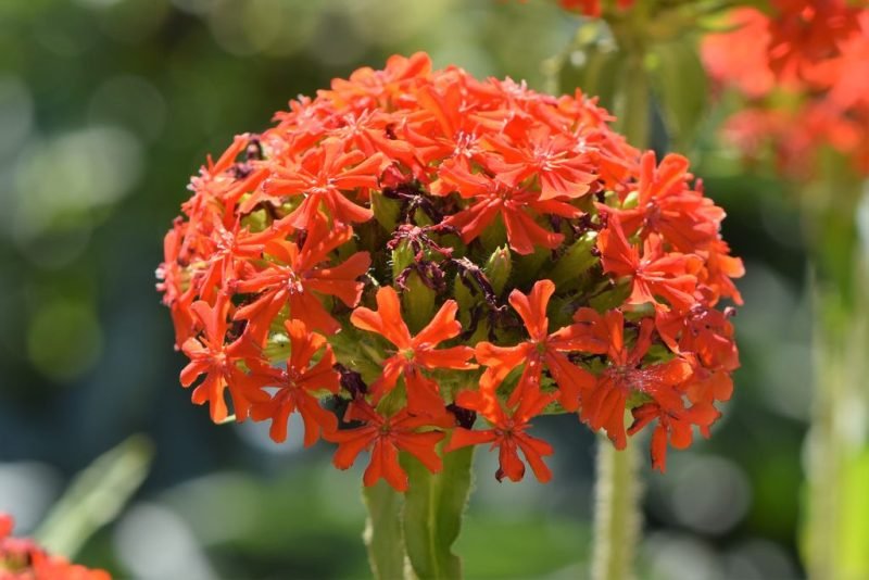 How to plant Maltese cross (Lychnis chalcedonica)_1