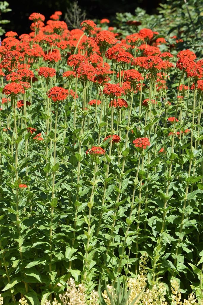 Maltese cross (Lychnis chalcedonica) growing guides