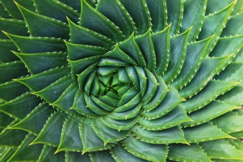 Many-leaved aloe (Aloe polyphylla)