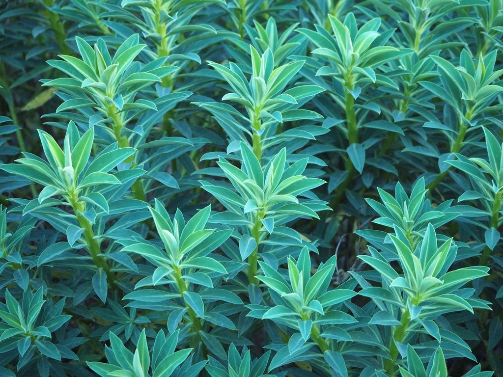 Margadiles Islet spurge (Euphorbia margalidiana)