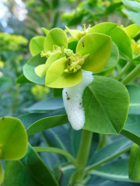 How to plant Margadiles Islet spurge (Euphorbia margalidiana)_1