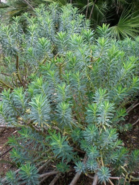 Where to plant Margadiles Islet spurge (Euphorbia margalidiana)_2