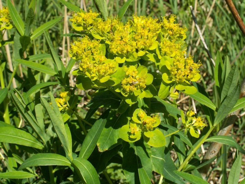 Marsh spurge (Euphorbia palustris)