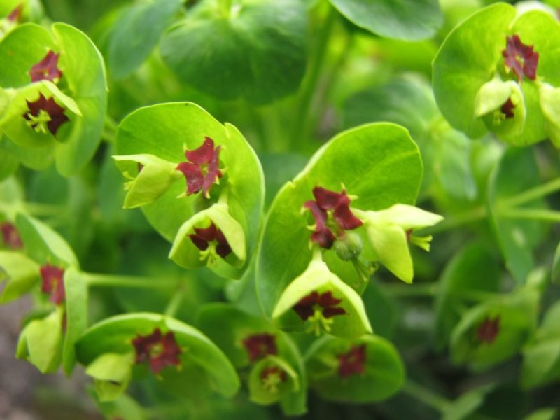 Martin's spurge 'Baby Charm' (Euphorbia × martini 'Baby Charm')