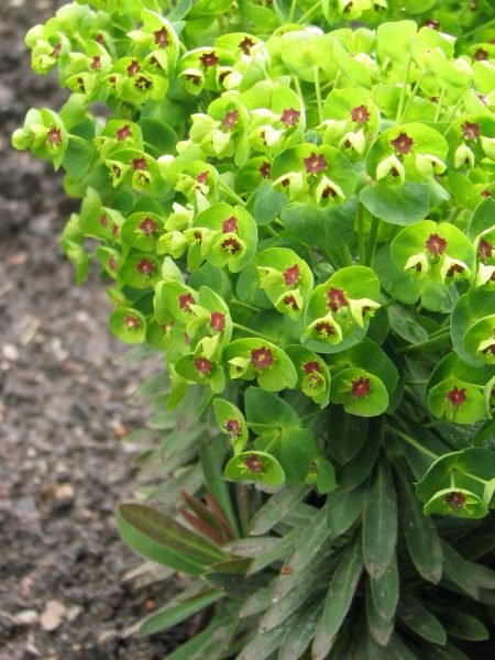 How to plant Martin's spurge 'Baby Charm' (Euphorbia × martini 'Baby Charm')_1